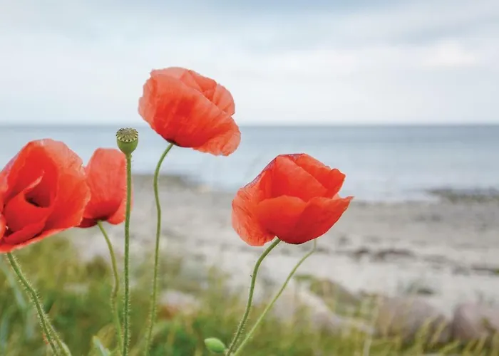 Semesterbostad Seehund 5 *